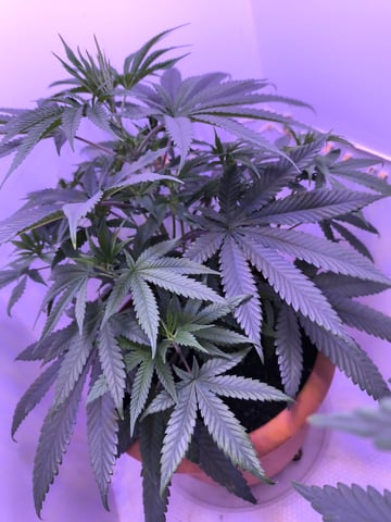 unknown strain 1st grow — vegetative, day 33