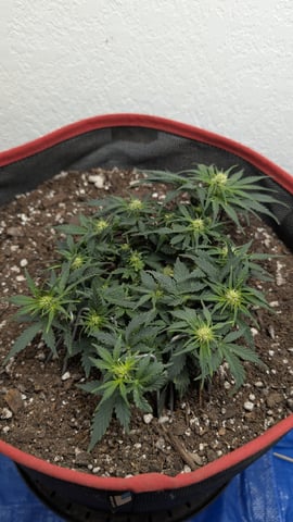 All White Spring Grow — flower, day 37