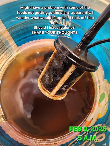 Dos Si Dos. Indica — flower, day 46