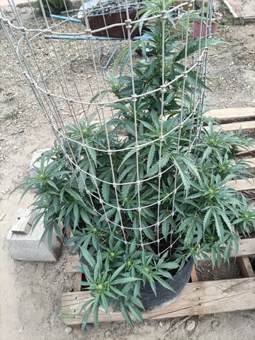 first 4 — flower, day 33