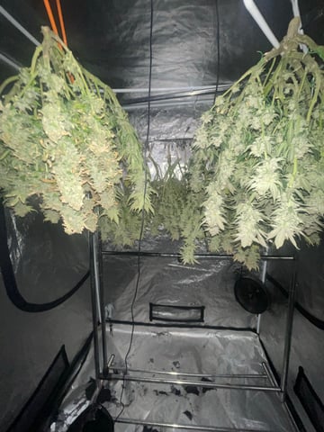 1st Ever Grow (GodFather OG) (Coco)