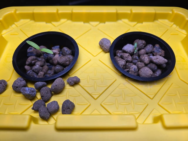 Hydro Roma Tomatoes  — grow_setup, day 1