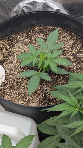 Mixed Grow — grow_setup, day 39