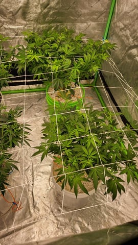 1st grow indoors(cardboard box to 2x2x4 to 5x5x6) — flower, day 86