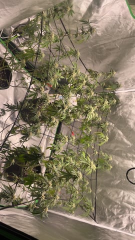 blueberry cupcake  — flower, day 96