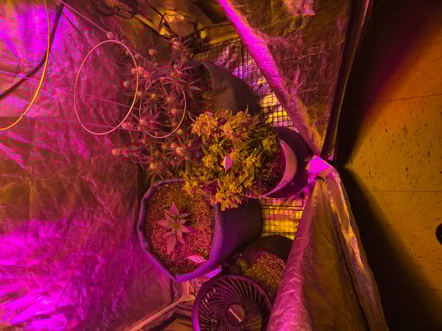 high octane x holy grail  — auto, day 45