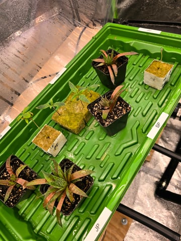 Growing — seedling_rooting, day 29