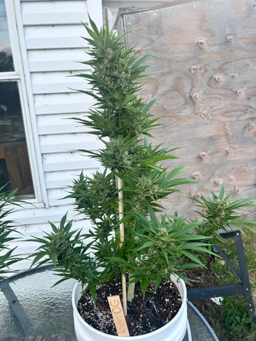 First ever grow — flower, day 77