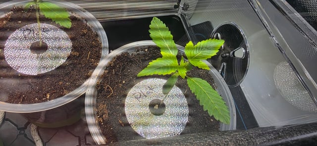 Girl Scout Cookies  — vegetative, day 18