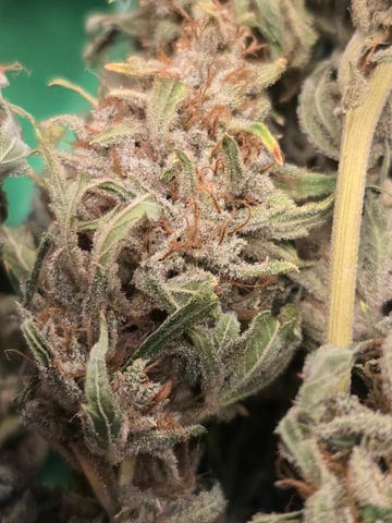 First Autoflower Indoor — harvest, day 44