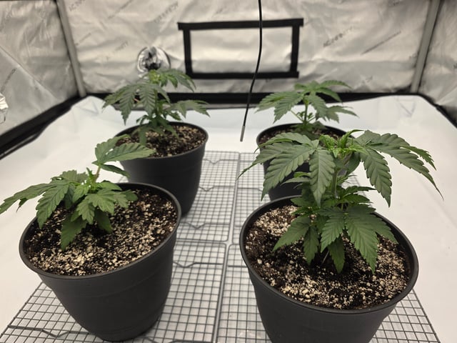 Jack Herer 9-25-25 — vegetative, day 15
