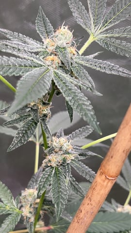 Current Grow — flower, day 27