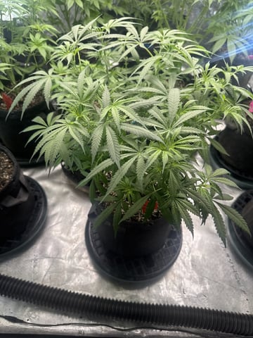  Amnesia Haze — flower, day 48