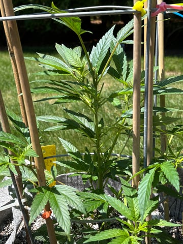 green crack (Cush) with a C — grow_setup, day 1