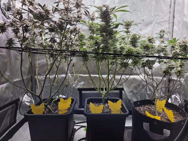 First Grow — harvest, day 114