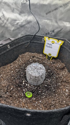 memphisto 3 bears OG, ethos high note r1 — germination, day 2