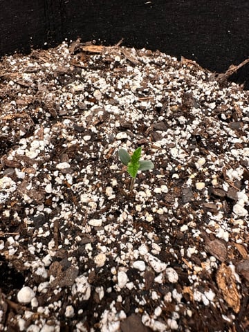 Gorilla Cookies — 1st Grow — seedling_rooting, day 8