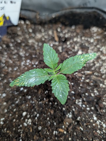 memphisto 3 bears OG, ethos high note r1 — seedling_rooting, day 13