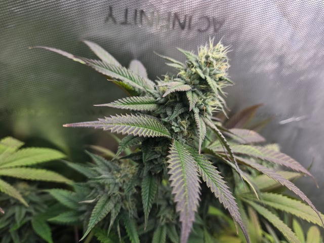 First Grow — flower, day 97