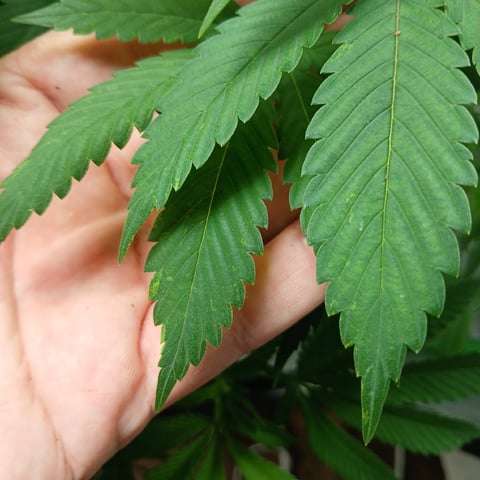 run #3 — vegetative, day 30