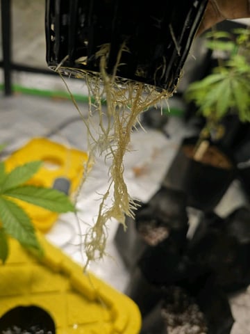 Oceanz 16 — vegetative, day 14