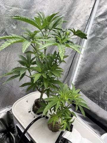 Humboldt Chicken N Wafflez — flower, day 41