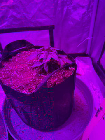 First Auto — vegetative, day 24