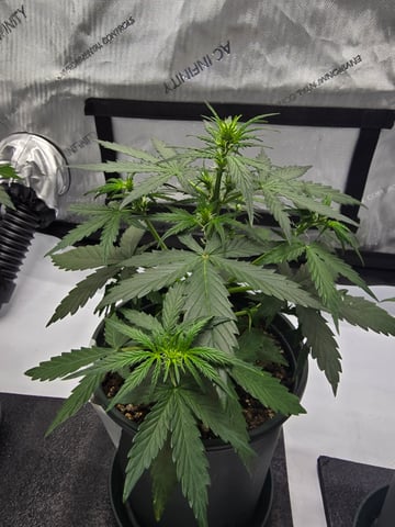 Homegrown - 🍒 🥧 & GSC Auto, 🚀 Seeds 🍌 Buttercups  — flower, day 30