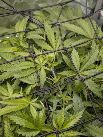Cinderella 99 — flower, day 57