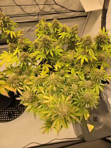 Purple Skunk 3 x 5  — flower, day 92