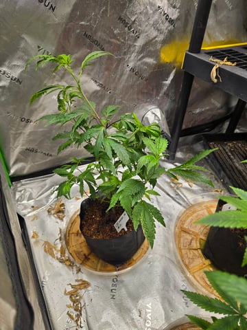 Oceanz 16 Pheno #2  — seedling_rooting, day 1