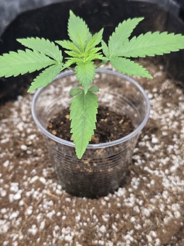 Indoor — seedling_rooting, day 26