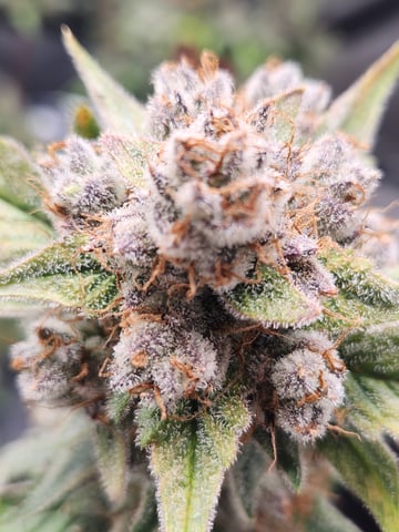 Mephisto Apple Crush and Pop tart OG in Nature's Living Soil.  — flower, day 71