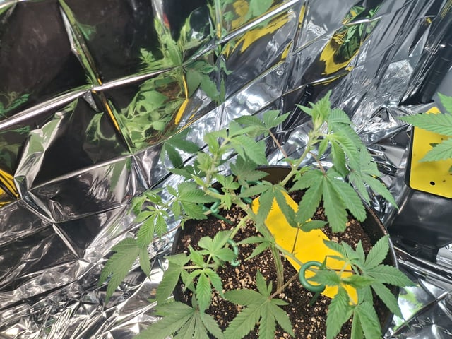 III — seedling_rooting, day 42