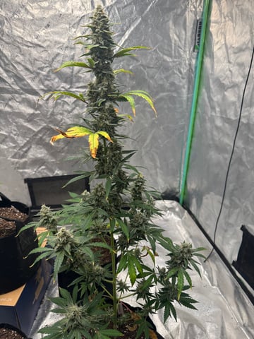 white runtz auto flower — flower, day 69