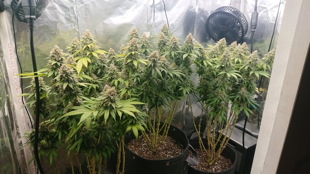 Closet grow  — flower, day 87