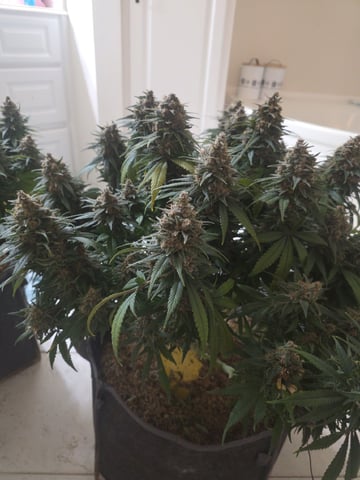 Original 1990 genetics  — harvest, day 119