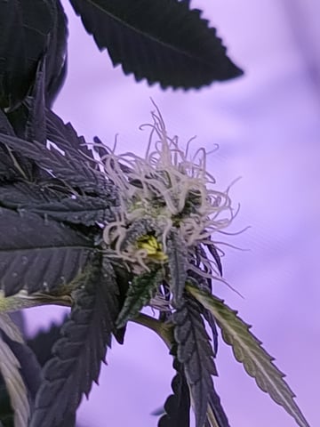 unknown strain 1st grow — flower, day 72