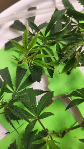 2x2x4 — seedling_rooting, day 17