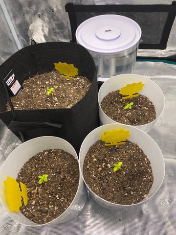 Gorilla Melon — seedling_rooting, day 28