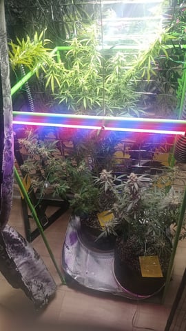 Gelato & Amnesia 