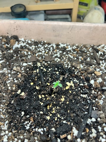 White Widow Twins — seedling_rooting, day 8