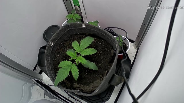 Blue Dream — vegetative, day 18