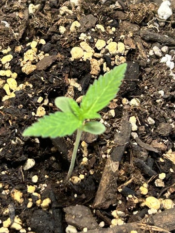 Season 2 — seedling_rooting, day 14