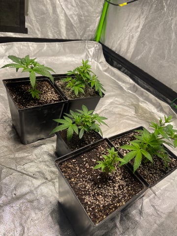 Clones GodFather OG Clones — vegetative, day 12