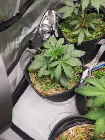 Mephisto Apple Crush and Pop tart OG in Nature's Living Soil.  — vegetative, day 27