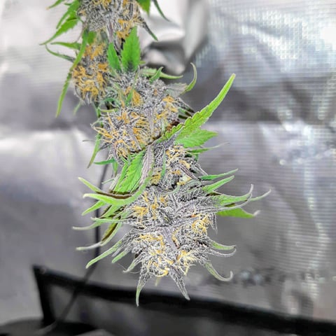 Moving On — harvest, day 44