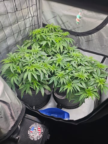 ethos genetics  — vegetative, day 38