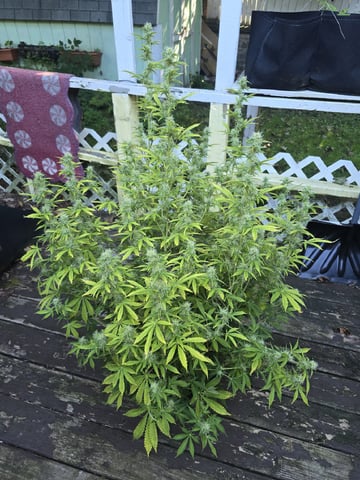 Autos AGAIN — flower, day 79