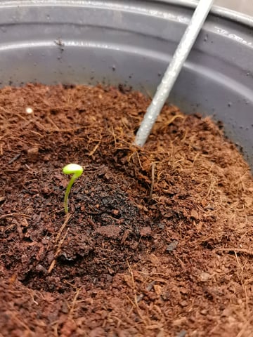 First grow in first set up — seedling_rooting, day 8